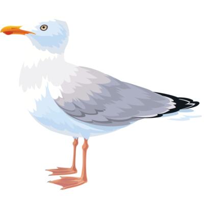 Seagull Thumbnail