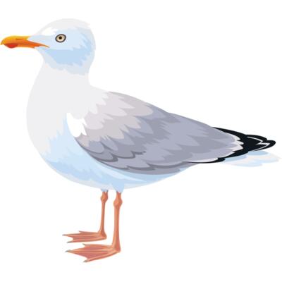 Seagull Thumbnail